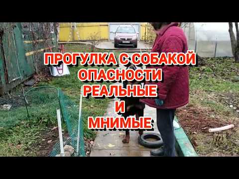 СОБАКА НА ПРОГУЛКЕ.ОПАСНОСТИ МНИМЫЕ И РЕАЛЬНЫЕ