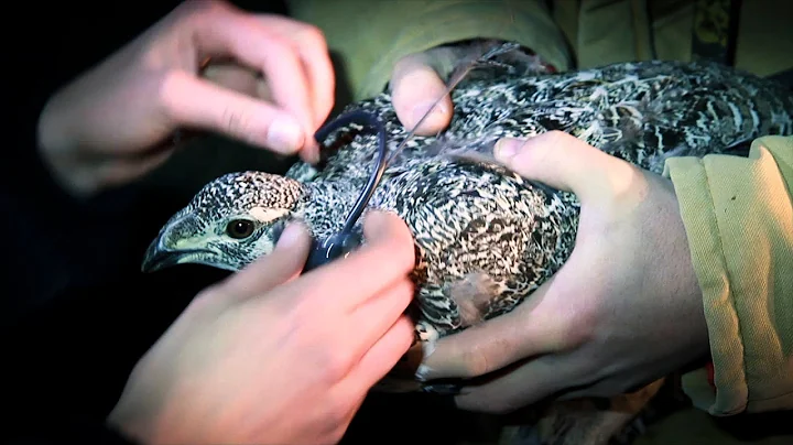 Wildlife Biology at University of Montana - Dr. Da...