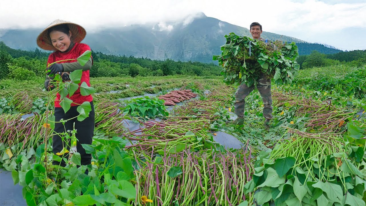 Harvesting Sweet Potato Vines for Seed with Brother Trieu Nhat Long - Surprised by Pay - Cooking.