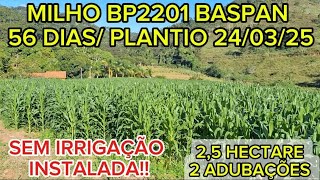 Milho Bp2201 Baspan Vip 3, 56 Dias Desde O Plantio, Safrinha 2025