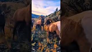 Охота на оленя в дикой природе Настоящее приключение охотника217#охота #охотанаоленя #олень #охотник