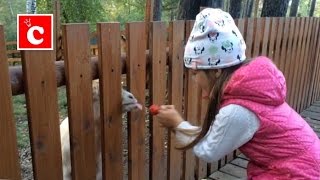 Зоопарк Роев ручей короткая версия анонс Zoo