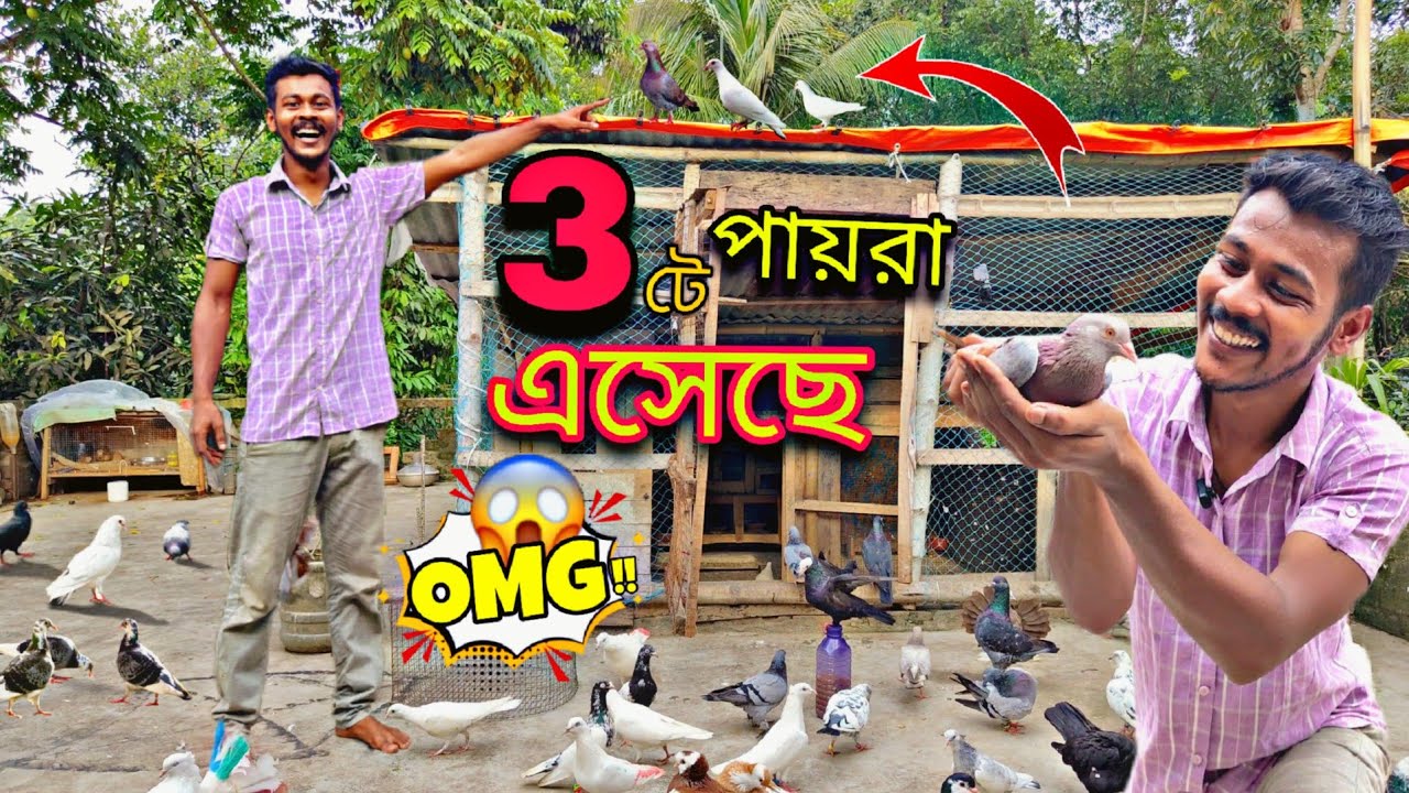 একসাথে 3টে পায়রা এসেছে এটা কিভাবে সম্ভব😱#myworld #petsvlog
