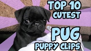 TOP 10 CUTEST PUG PUPPY CLIPS ON YOUTUBE