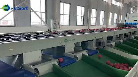 Four-channel tomatoes grading and packing line;  Optical sorting machine, Color sorting machine