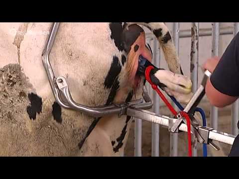 فيديو: كيف تولد الأبقار