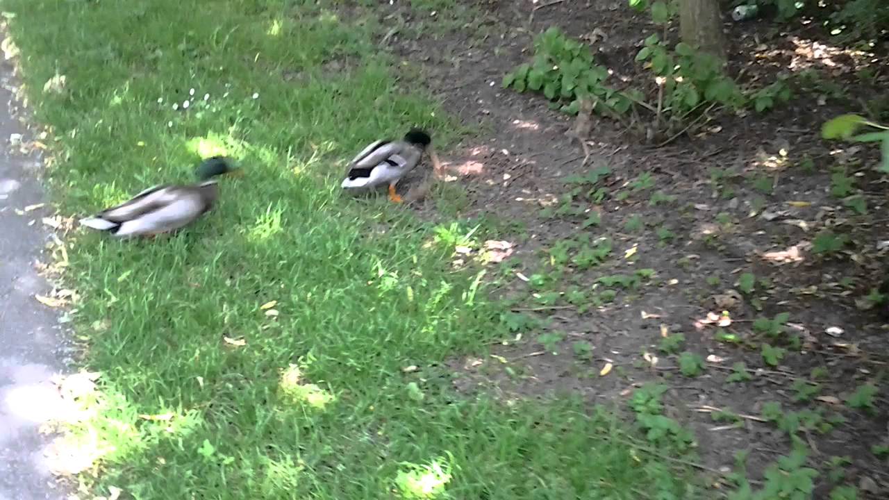 Hoe eenden hun brood veroveren deel2 YouTube