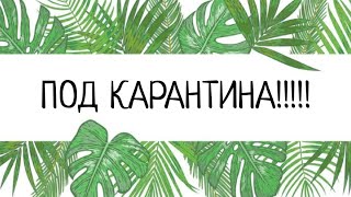 Спасителна мисия: Петунии срещу вредители! 😱 #петунии #борбасвредители #стайницветя
