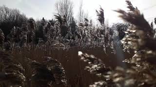 Gr Blowing In The Wind