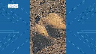 Why these 'mini volcanoes' are all over Texas beaches right now