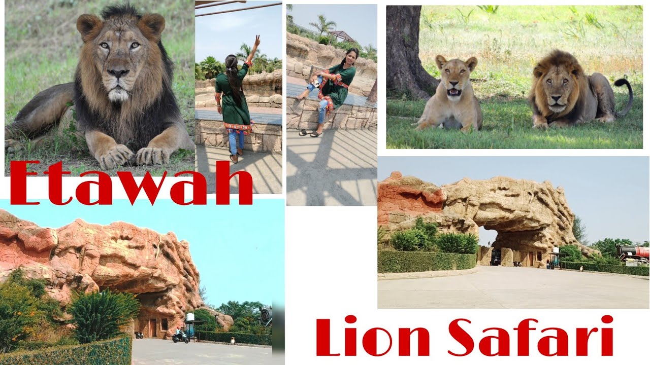 etawah lion safari timings