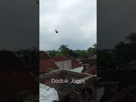 Desa di Jogja