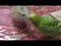 ハムスターvsセキセイインコvs白文鳥and桜文鳥