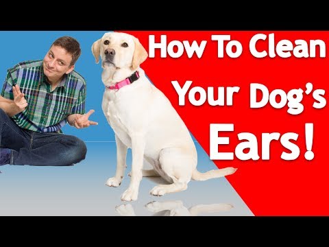 how-to-clean-your-dog’s-ears!