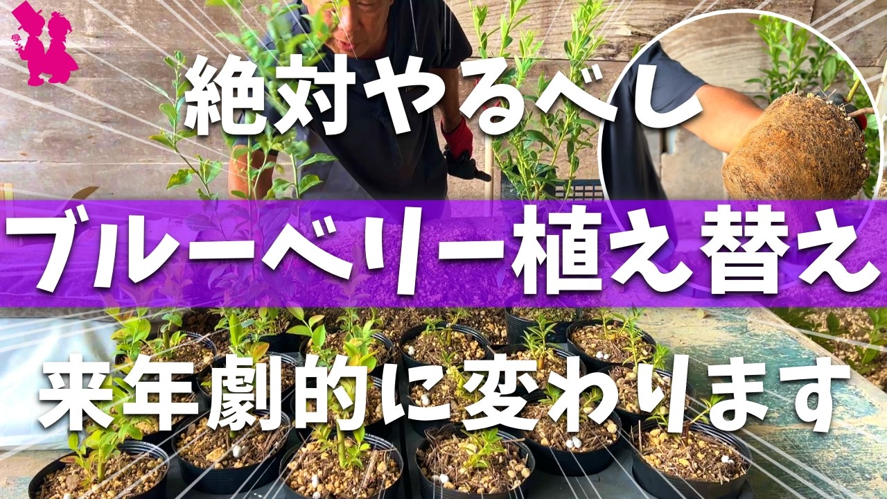 Fall 2026] Plant blueberries now and they'll definitely be better