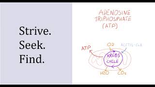 Adenosine Triphosphate (ATP)
