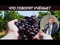 Виноделие Крыма: итоги за 10 лет // Что говорят учёные?