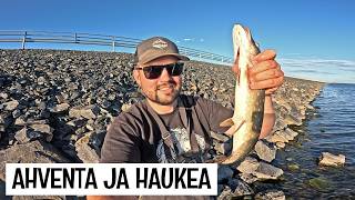 KALASSA HAILUODON PENGERTIEN VARSILLA - LOPUTTOMASTI KALAPAIKKOJA!
