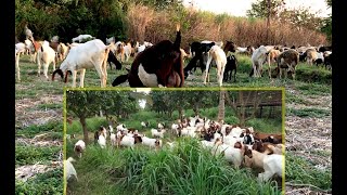 Feel Freedom with Goats Lifestyle | Natural Livestock.