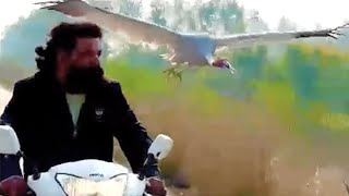 La razón por la que esta grulla persigue al hombre en moto es tan conmovedora