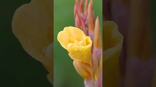 Beautiful Canna Flower #Flowers #Foryou #Beautiful #Floral #Short #Video #Garden Flowers #Viralvideo