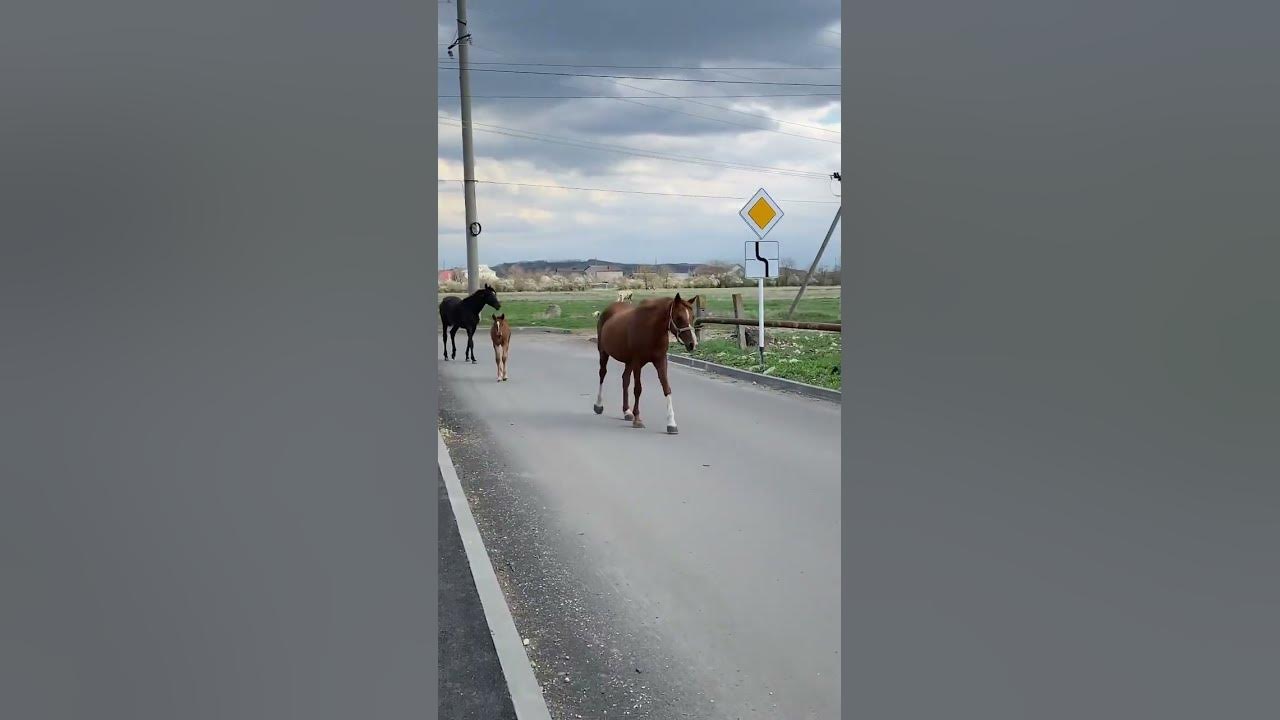 А вы знали что сердце типичной лошади в десять раз больше человеческого ...