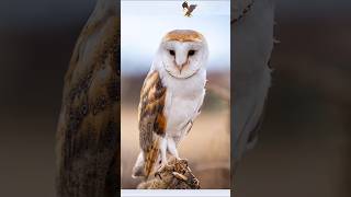 Beautiful Owls dancing, #owl #birds #animals #forest #nature #viral #trending #shorts #viralvideo