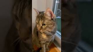 Music for cats #calmmusicforcats #cat #catrelaxation