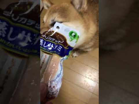 須田弘子ブリーダーからお迎えした柴犬：咲貴ちゃん