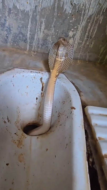 Ghar Ke Bahar शौचालय Funny Status #shorts #funnyvideo #comedy #p2artsgallery