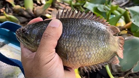 Tập 340 - Cảm Giác Giựt Cá Rô Mề Nái Nái Như Gì Đã Thật | Câu Cá Rô Đồng | miền quê Tiền Giang