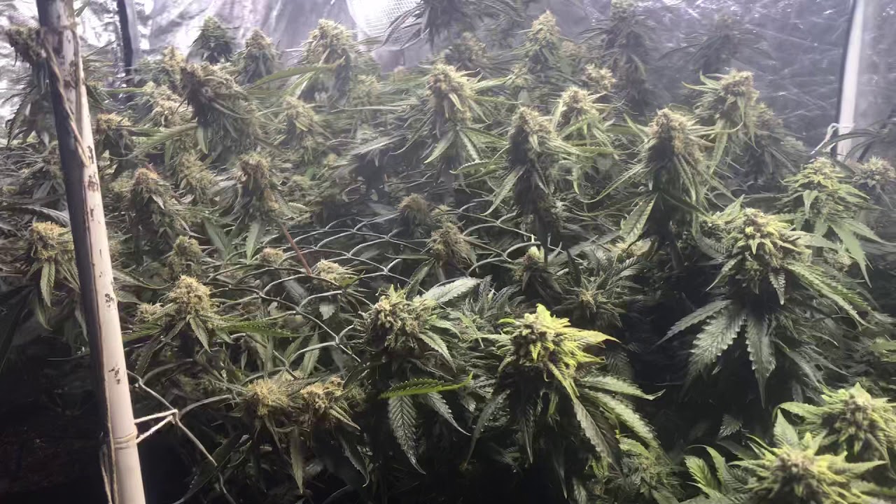 Mango sapphire day 56 flower flush time