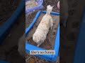Cute puppy digging digging digging! {Lilly the Golden Retriever in the dog sandbox} #goldenretriever