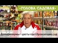 Голова садовая - Дельфиниумы - цветы преображающие сад!