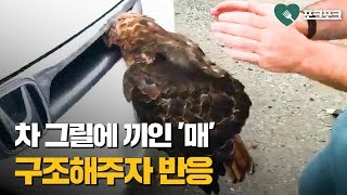 차 그릴에 끼인 '매' 구조해주자 반응