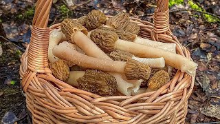 Thoughts on Eating Verpa bohemica Mushrooms