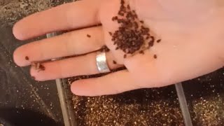 картинка: Высеваю дельфиниум, хосты. Заботы деревенские.