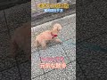 #トイプードル #シニア犬