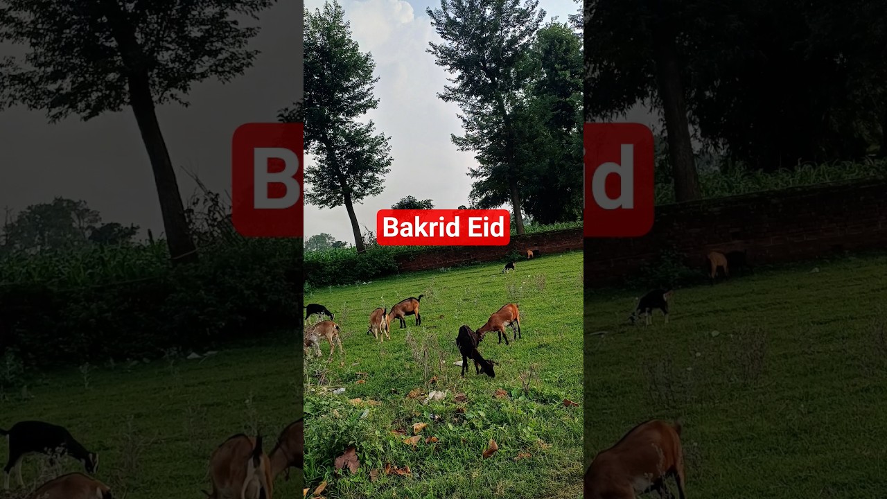 Bakrid Eid♥️