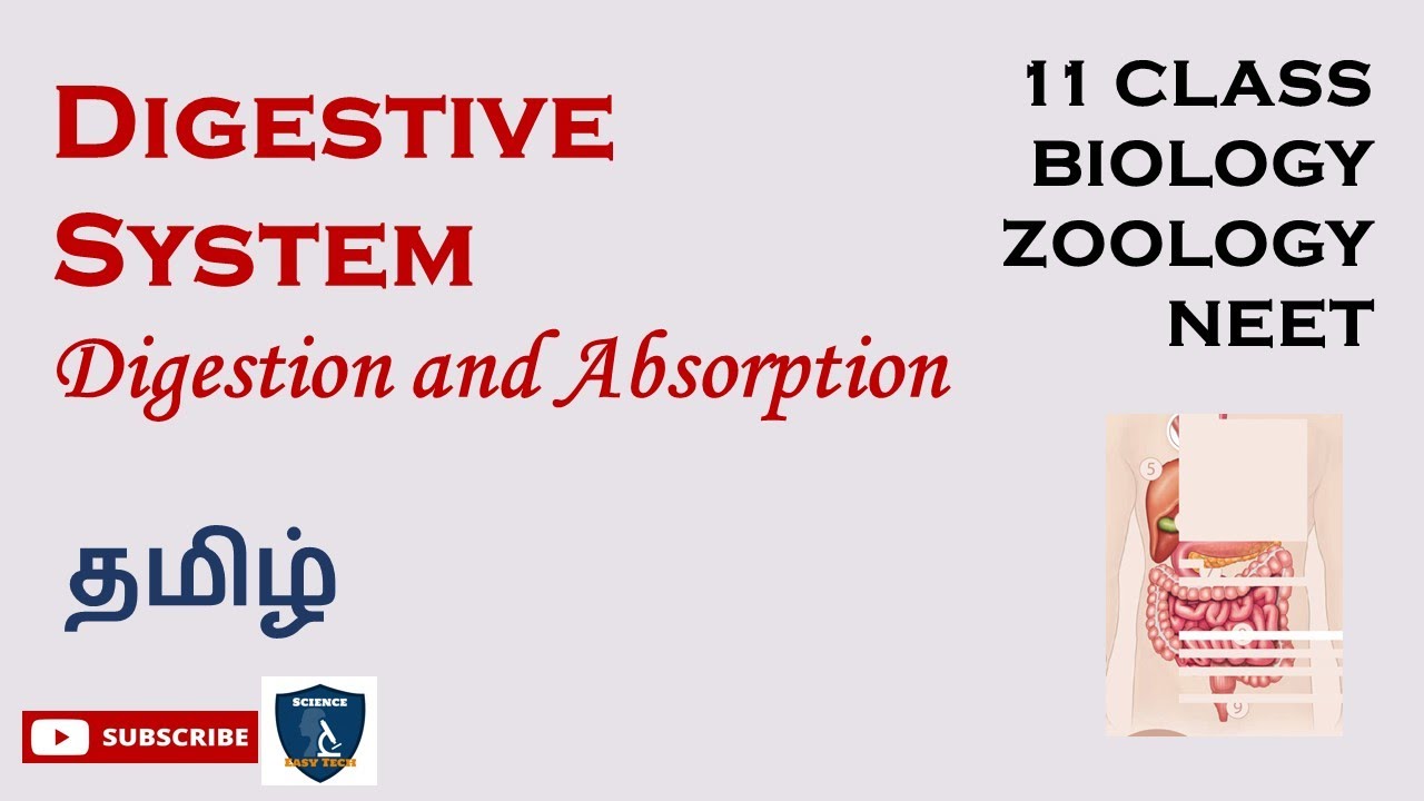 Digestive System in Tamil Digestion and Absorption Zoology Class