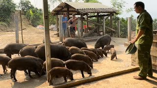 sell many wild boar breeds to customers at the farm