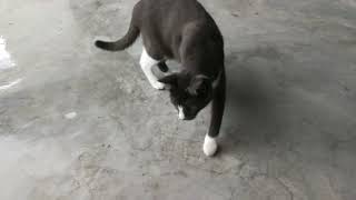 Cat try to eat worm by Smoky & Animals 142 views 5 months ago 42 seconds