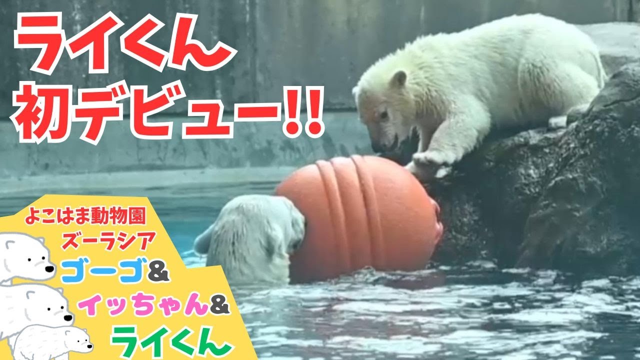 ライくん、ついに一般公開始まりました!!🐻‍❄️Rai is finally open to the public!!