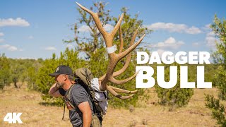 'Dagger Bull'  Giant Arizona Management Bull Elk with Vaquero Outfitters