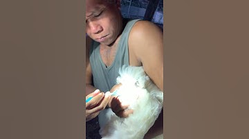 How to take rooster sperm for breeding  #short #blackchicken #sperm #breeding #chicken