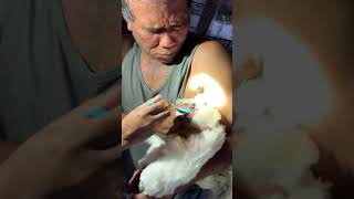 How To Take Rooster Sperm For Breeding