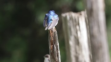 Tree Swallow - Spring male sings