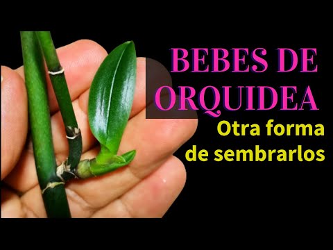 Video: Propagación de orquídeas de Keikis: aprenda sobre la plantación de orquídeas Keiki
