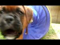 Boxer puppy playing in tunnel