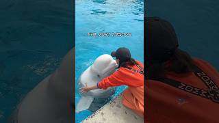 여러분 2025년 정말 고생많으셨어요! 내년에도 벨루가랑 할 수 있다고 응원해드릴께요😊👏 #거제씨월드 #동물교감 #shorts